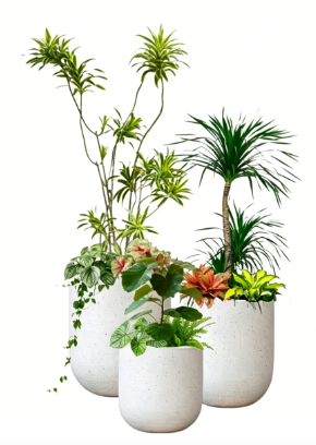 奉化绿植租摆合同-鄞州绿色植物租赁效果-北仑绿植租摆位置-海曙绿植租摆活动